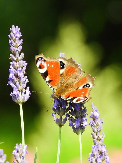 What Does EDL Mean on a Washing Machine? Error Code Deciphered