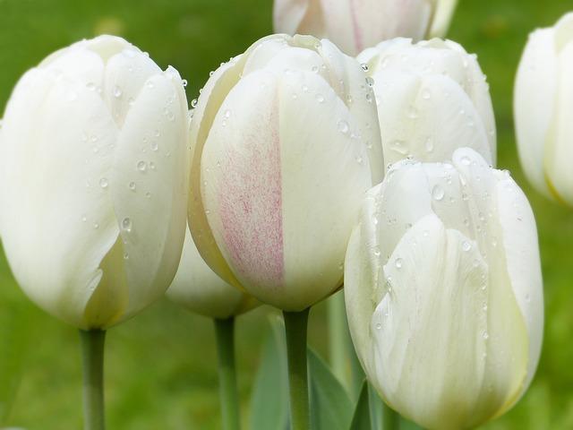 Step-by-Step Rug Refresh: How to Clean Wool Rug at Home Effortlessly! 8 9. Maintaining the Longevity and Beauty of Your Wool Rug