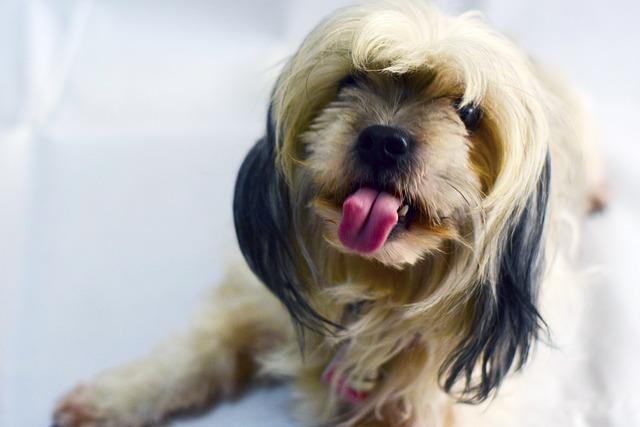 Can the Dry Cleaners Shrink Clothes? Protect Your Wardrobe! 7 Safe fabrics: Choosing the best options for dry cleaning