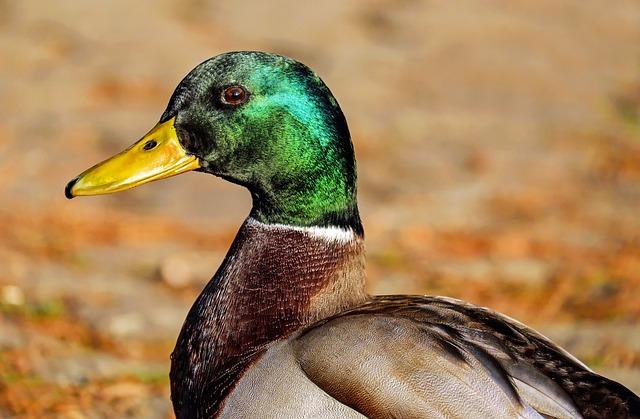 Fact Check: Is Duck Clean or Unclean? Discover Now! 3 3. Debunking Misconceptions: Understanding the Safety of Duck Consumption