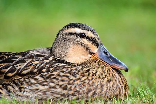 How to Clean Platypus Gravity Filter: Pro Cleaning Lady's Insider Tips! 2 How to Properly Disassemble Your Platypus Gravity Filter