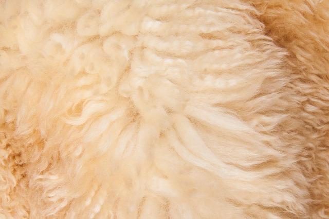 Can Sheepskin Rugs Be Dry Cleaned? Maintain Your Rug's Beauty! 3 Understanding the Material: Sheepskin Characteristics