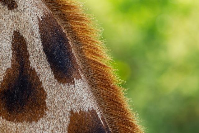 Can Fur Coats Be Dry Cleaned? Maintain Luxury with Our Guide! 3 Best Practices for Cleaning Fur Coats