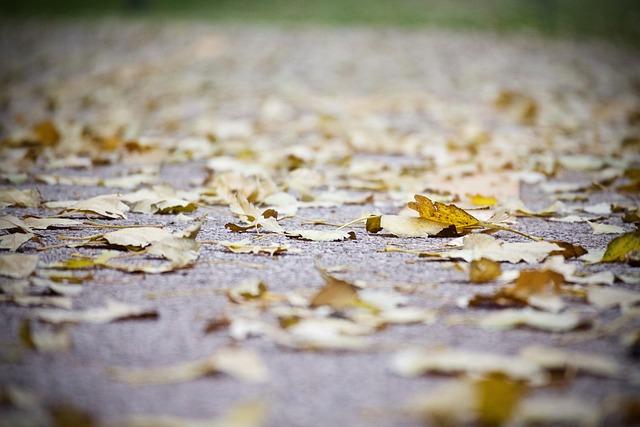 How Long Does Carpet Cleaning Take to Dry? Expert Advice! 6 - Tips for Speeding Up Carpet Drying in Different Seasons