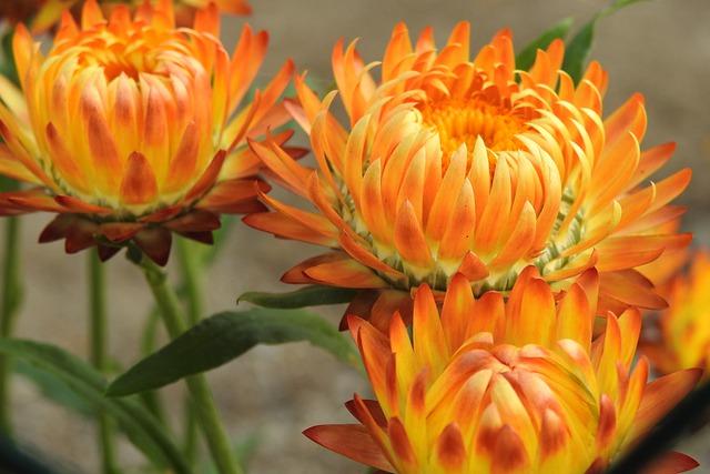 Can You Pressure Wash a Metal Roof? Roof Maintenance Guidelines 2 Heading 1: Understanding the Material Composition of Metal Roofs