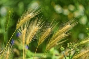 Quick Fix: How to Clean Weed Like a Pro 1 Quick Fix: How to Clean Weed Like a Pro