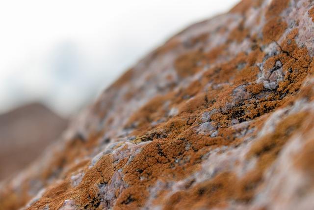 Insider Secrets: How to Clean Mold from Shoes for a Fresh Look