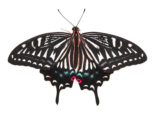 Can You Put Car Mats in the Washing Machine? Cleaning Tips Revealed 7 Tips for Removing Tough Stains from Car Mats